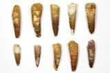 Lot: - Bargain Spinosaurus Teeth - Pieces #108541-1